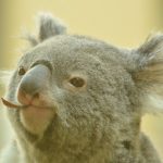 koala-original