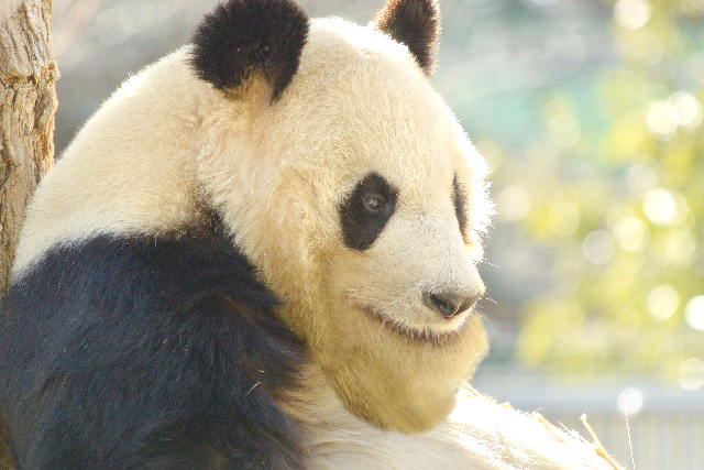 shakurel-panda