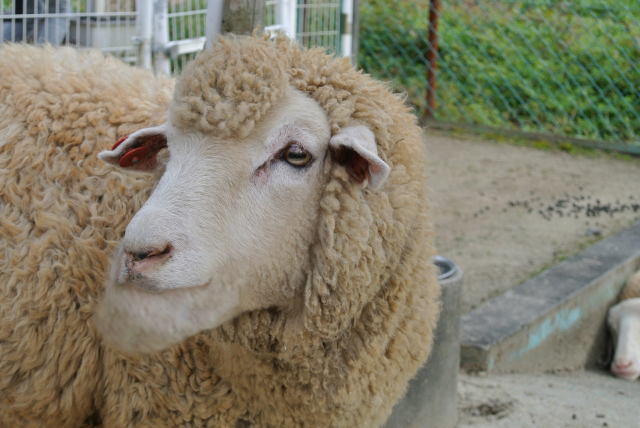 shakurel-sheep1